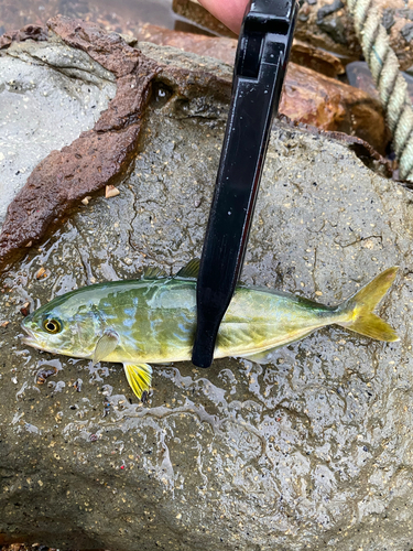 ワカシの釣果