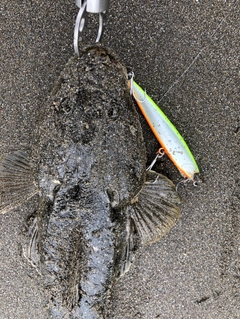 マゴチの釣果