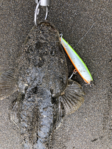 マゴチの釣果