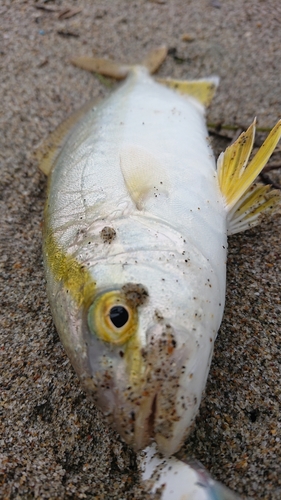 ショゴの釣果