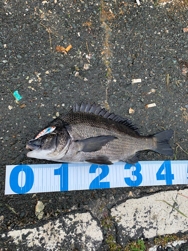 クロダイの釣果