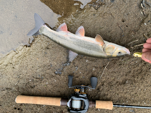 ウグイの釣果