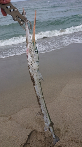 ダツの釣果