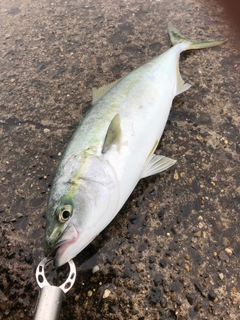 イナダの釣果