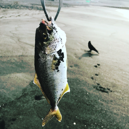 ショゴの釣果