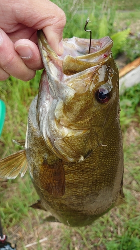 スモールマウスバスの釣果