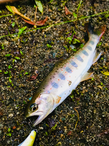 アマゴの釣果