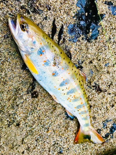 アマゴの釣果