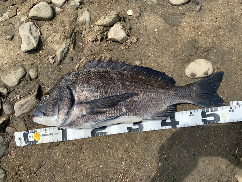 クロダイの釣果