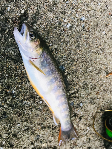 イワナの釣果