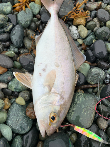 ショゴの釣果