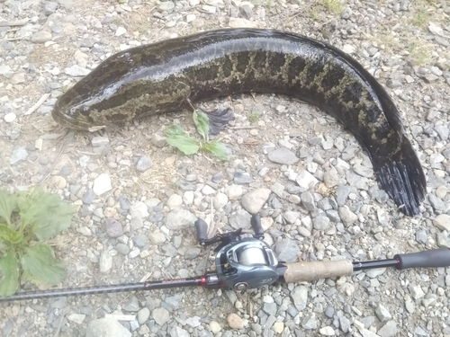 ライギョの釣果