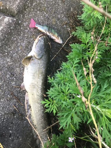 ナマズの釣果