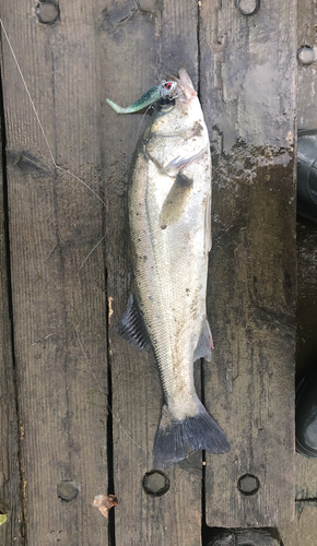 シーバスの釣果