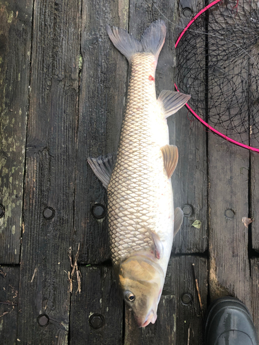 ニゴイの釣果