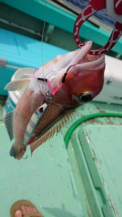 アマダイの釣果