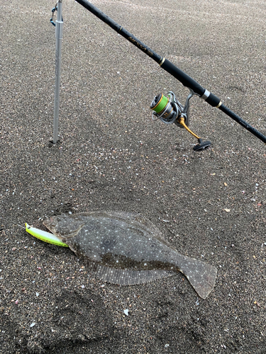 ヒラメの釣果