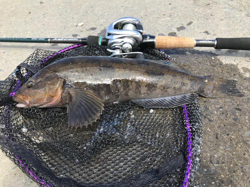 アイナメの釣果