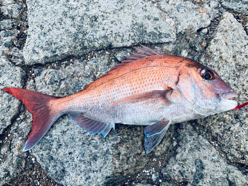 マダイの釣果