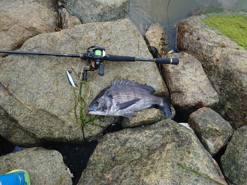 チヌの釣果