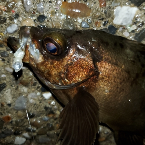 メバルの釣果