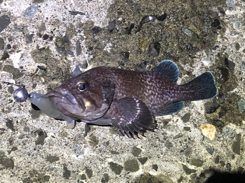 ソイの釣果