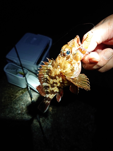 カサゴの釣果