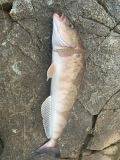 ホッケの釣果