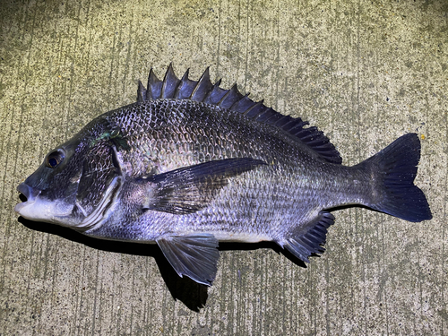 チヌの釣果