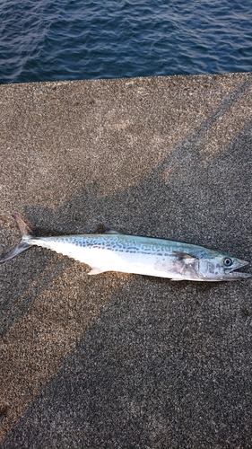 サゴシの釣果