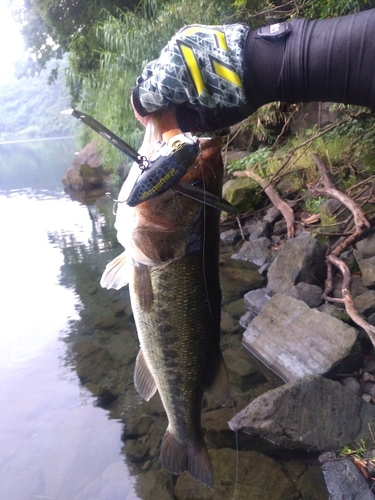 ブラックバスの釣果