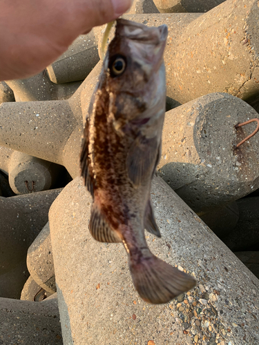 クロソイの釣果