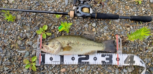 ブラックバスの釣果