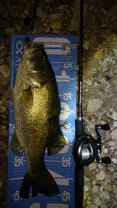 ブラックバスの釣果