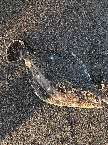 ヒラメの釣果