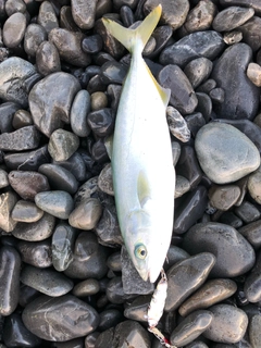 ワカナゴの釣果