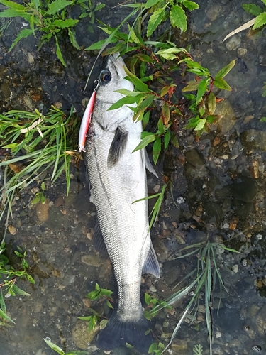 スズキの釣果