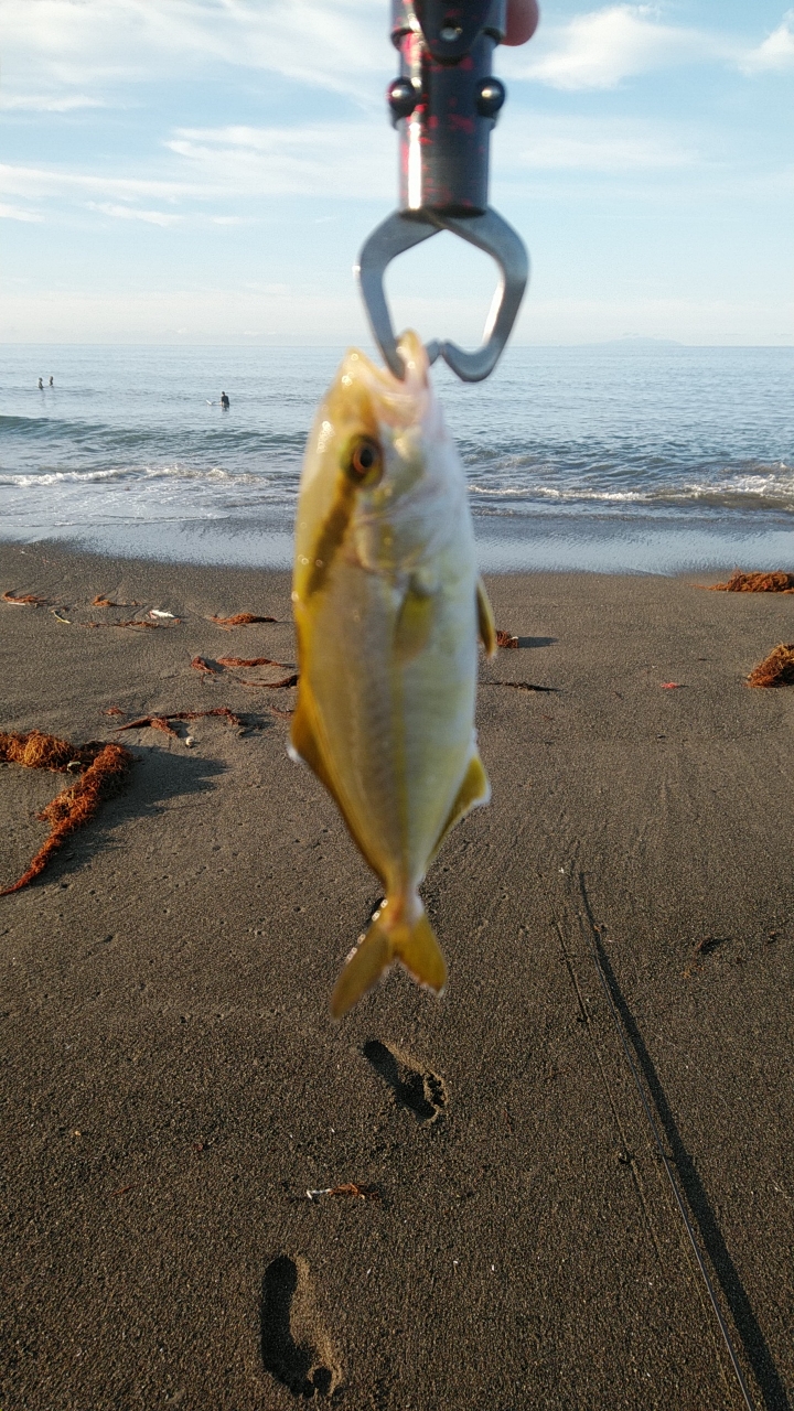 ショゴ