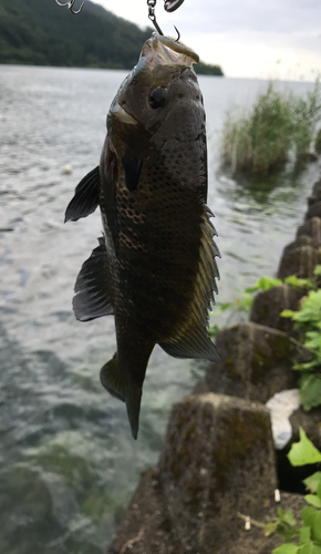 ブルーギルの釣果