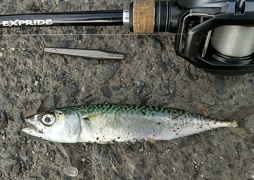 サバの釣果