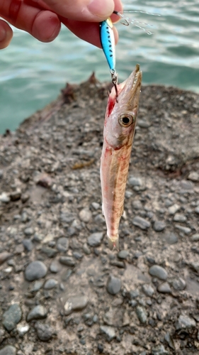 カマスの釣果