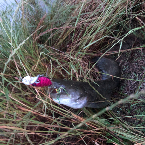 ナマズの釣果