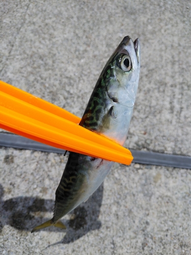 サバの釣果