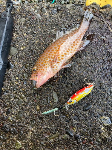 オオモンハタの釣果