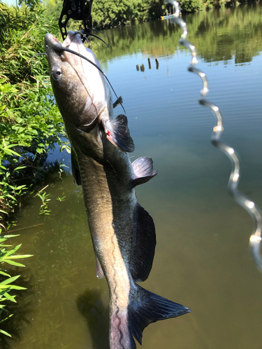 ナマズの釣果