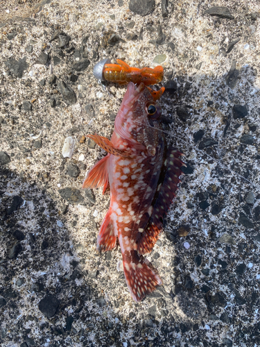 カサゴの釣果