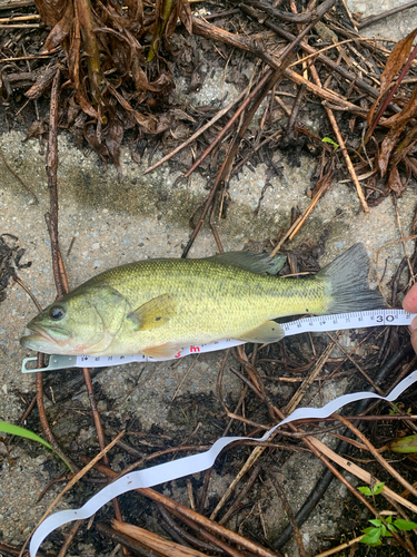 ブラックバスの釣果