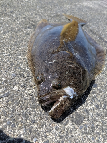 ヒラメの釣果