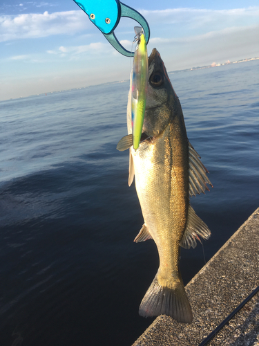 セイゴ（マルスズキ）の釣果