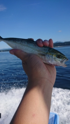 ワカシの釣果